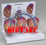 Объемные модели по анатомии, биологии, медицине - «Юртэкс», Алматы