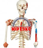 3B Scientific: анатомические модели тела человека - «Юртэкс», Алматы